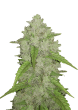 Original Auto Amnesia Haze Cannabis Seeds by Fast Buds