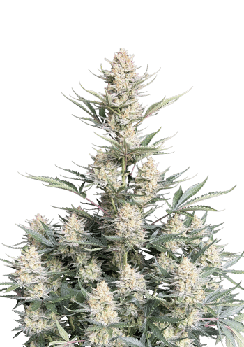 Original Auto Bubblegum Cannabis Seeds by Fast Buds
