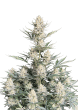 Original Auto Bubblegum Cannabis Seeds by Fast Buds