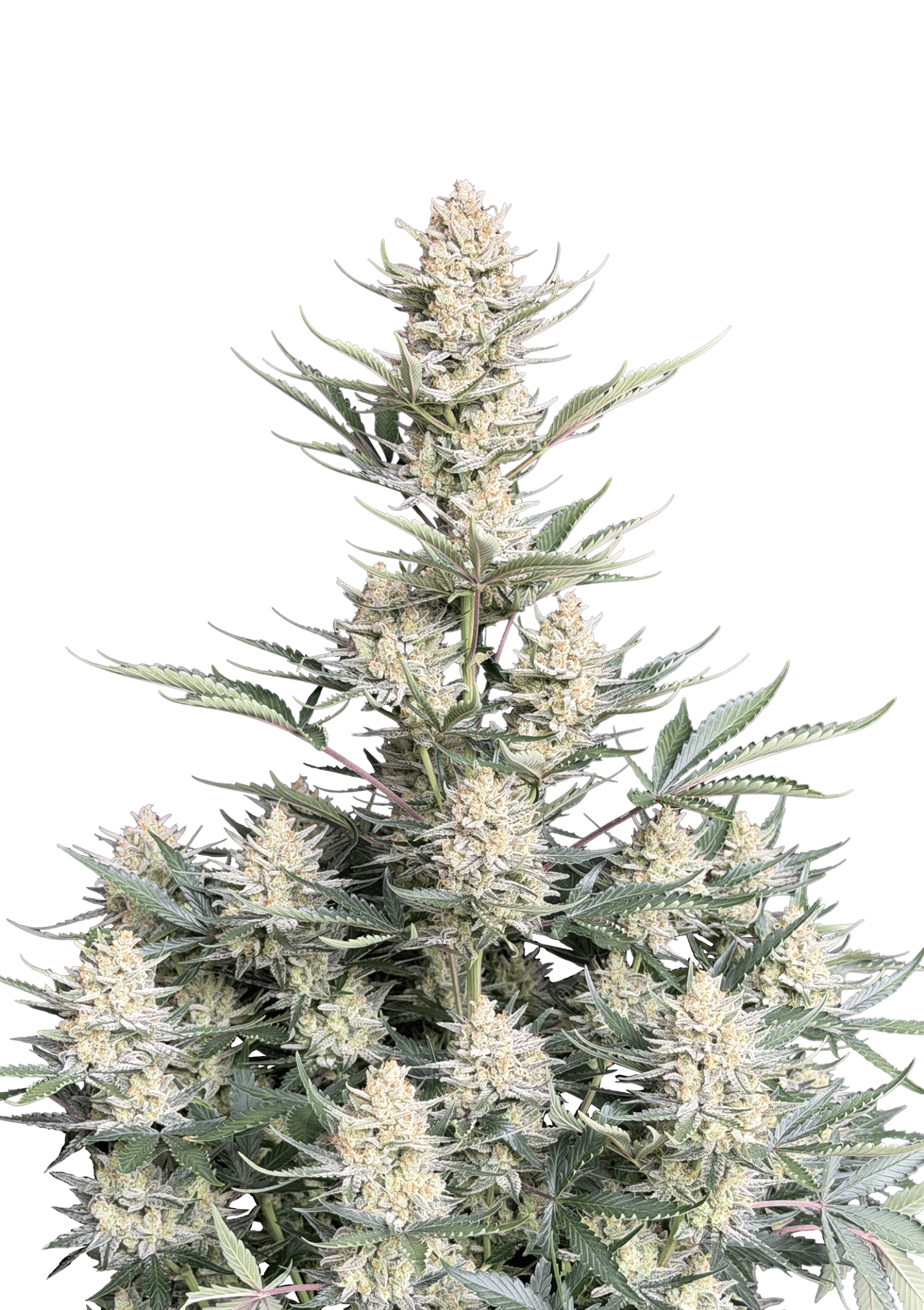 Original Auto Bubblegum Cannabis Seeds by Fast Buds Original Auto Bubblegum Cannabis Seeds by Fast Buds