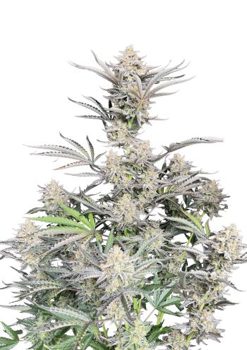 Original Auto Cheese Cannabis Seeds by Fast Buds