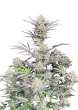 Original Auto Cheese Cannabis Seeds by Fast Buds
