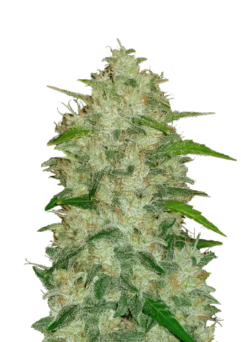 Original Auto Chemdawg Cannabis Seeds by Fast Buds