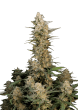 Original Auto Critical Cannabis Seeds by Fast Buds