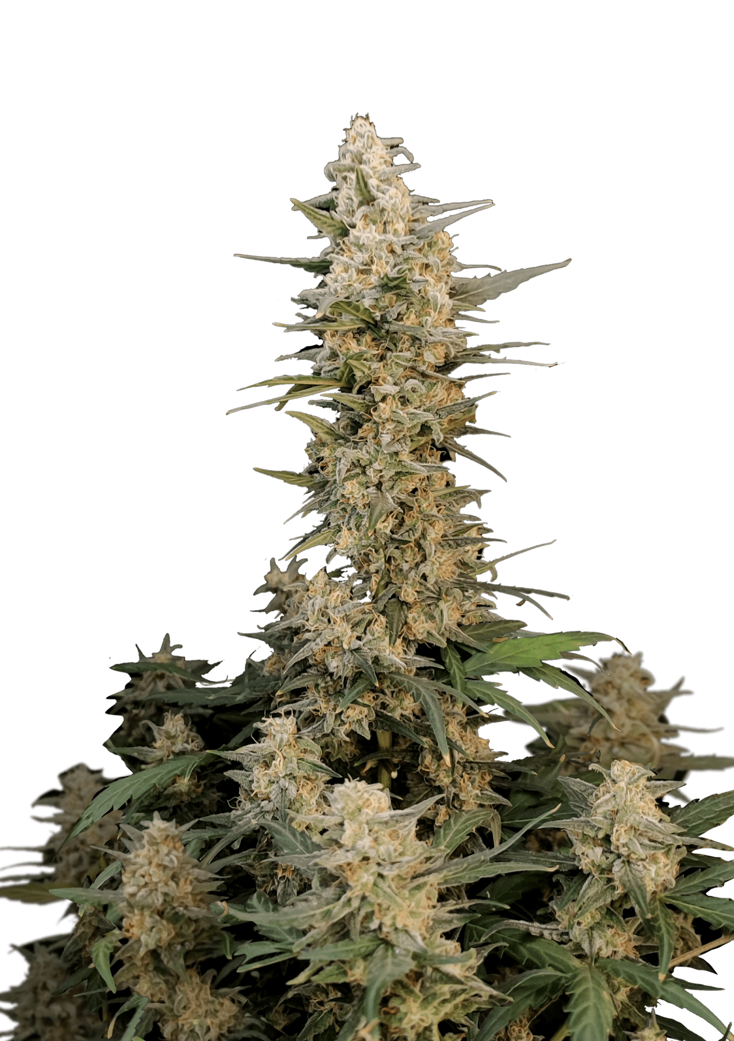 Original Auto Critical Cannabis Seeds by Fast Buds Original Auto Critical Cannabis Seeds by Fast Buds