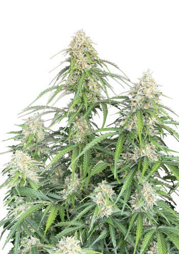 Original Auto Jack Herer Cannabis Seeds by Fast Buds
