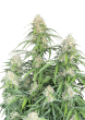 Original Auto Jack Herer Cannabis Seeds by Fast Buds