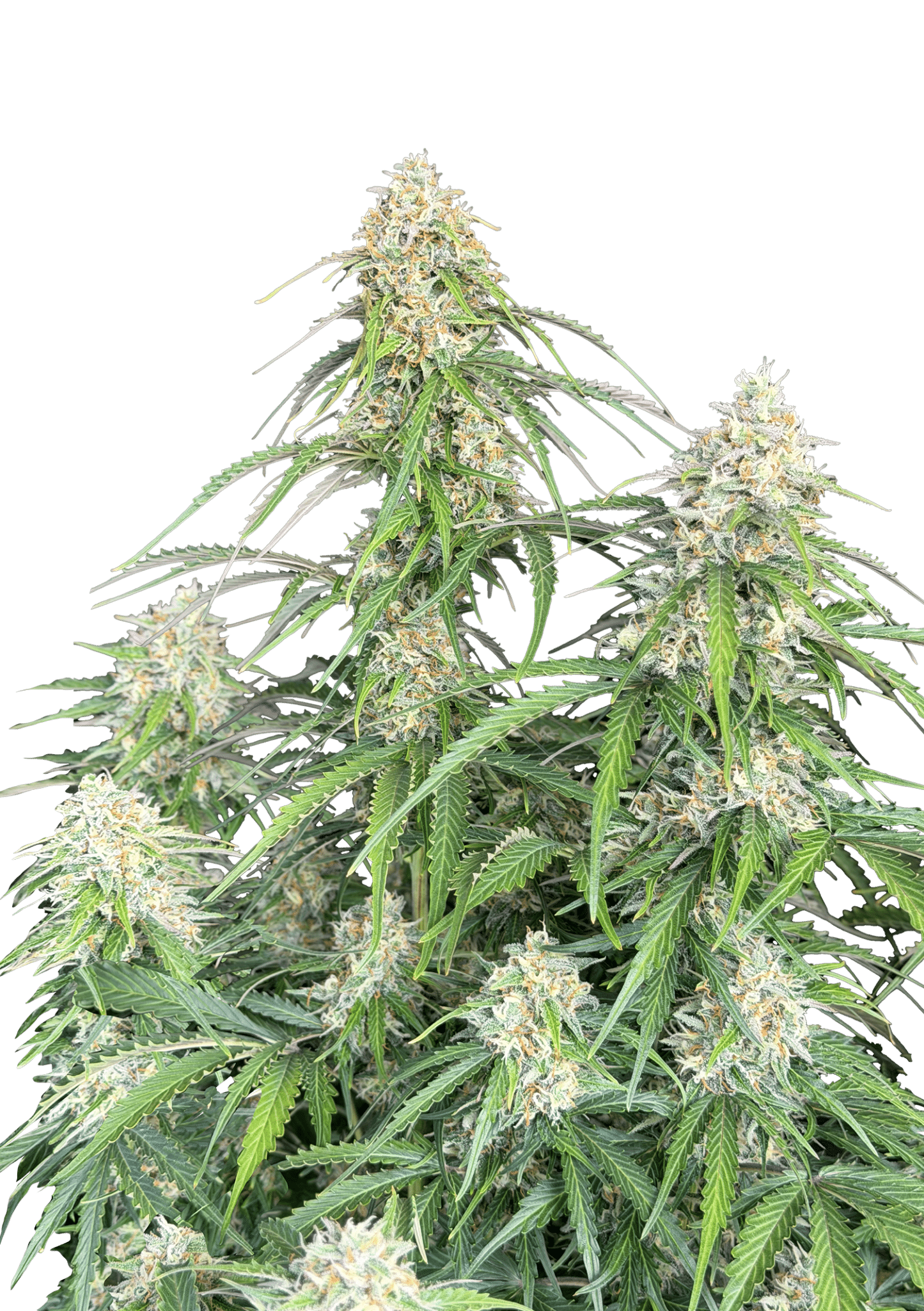 Original Auto Jack Herer Cannabis Seeds by Fast Buds Original Auto Jack Herer Cannabis Seeds by Fast Buds