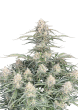 Original Auto Northern Lights Cannabis Seeds by Fast Buds