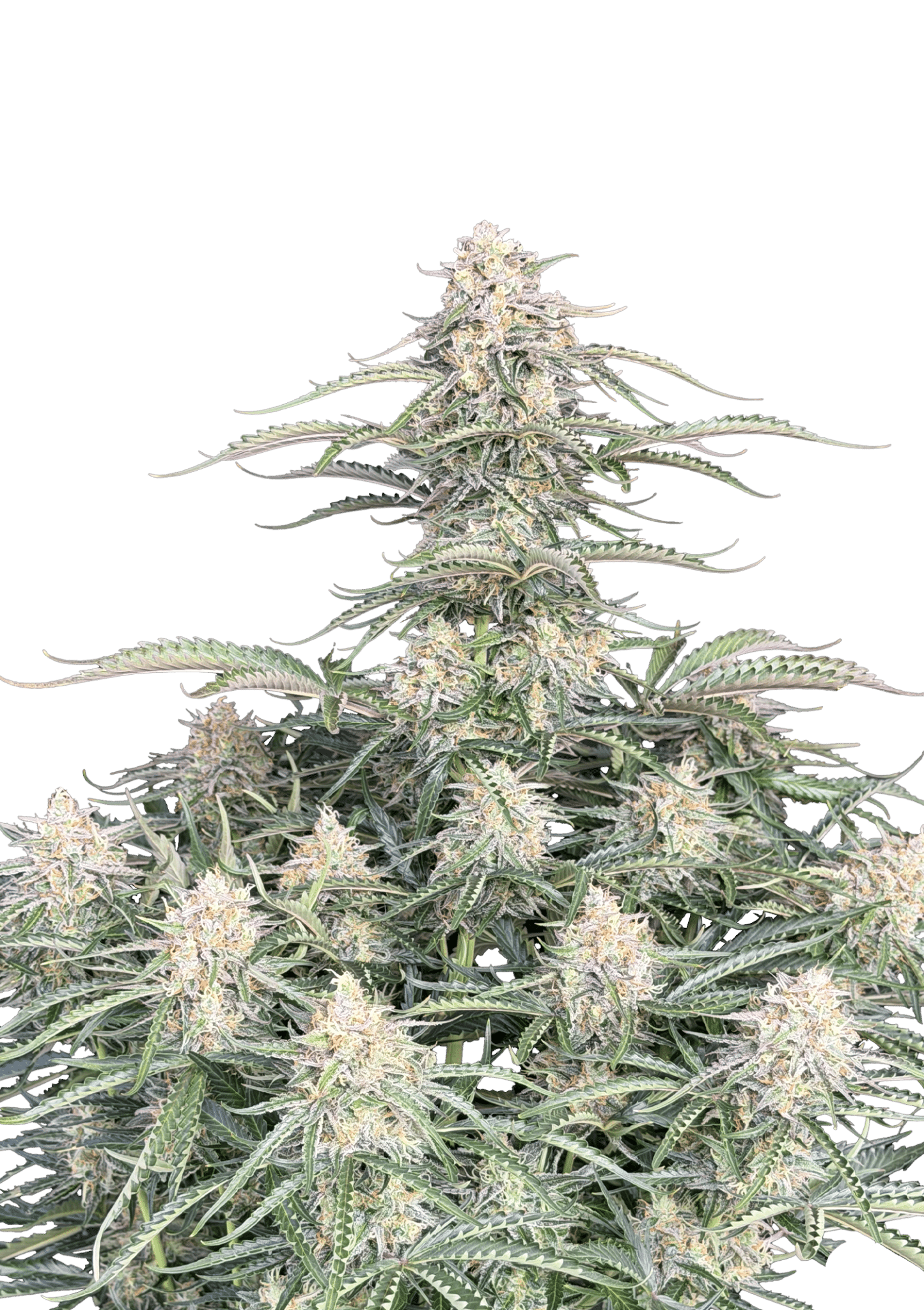 Original Auto Northern Lights Cannabis Seeds by Fast Buds Original Auto Northern Lights Cannabis Seeds by Fast Buds