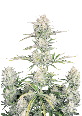 Original Auto OG Kush Cannabis Seeds by Fast Buds