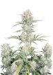 Original Auto OG Kush Cannabis Seeds by Fast Buds