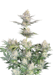 Original Auto Skunk Cannabis Seeds by Fast Buds