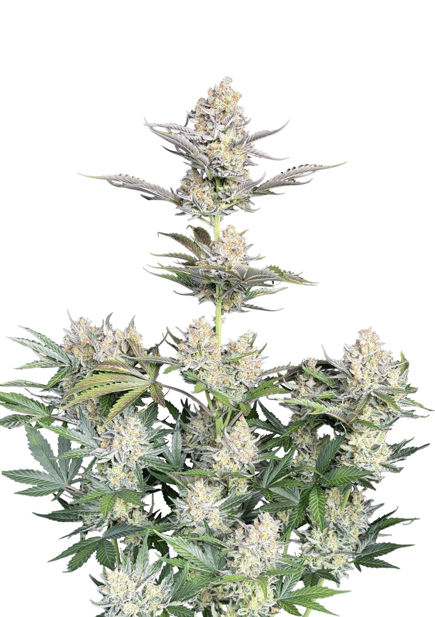 Original Auto Skunk Cannabis Seeds by Fast Buds Original Auto Skunk Cannabis Seeds by Fast Buds