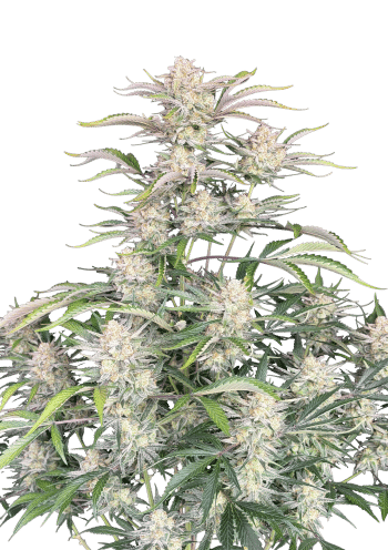 Original Auto Sour Diesel Cannabis Seeds by Fast Buds