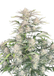 Original Auto Sour Diesel Cannabis Seeds by Fast Buds