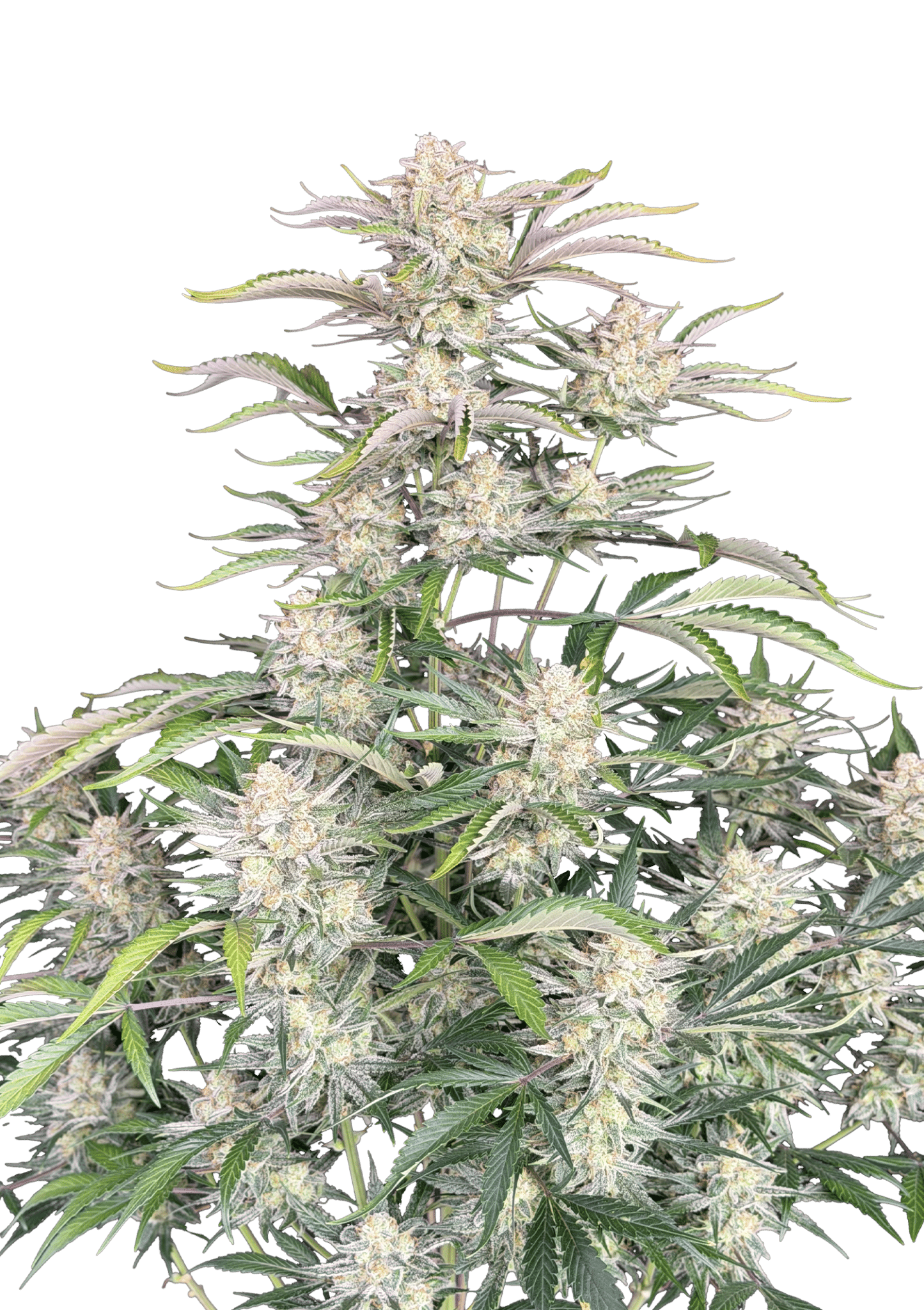 Original Auto Sour Diesel Cannabis Seeds by Fast Buds Original Auto Sour Diesel Cannabis Seeds by Fast Buds