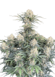 Original Auto White Widow Cannabis Seeds by Fast Buds