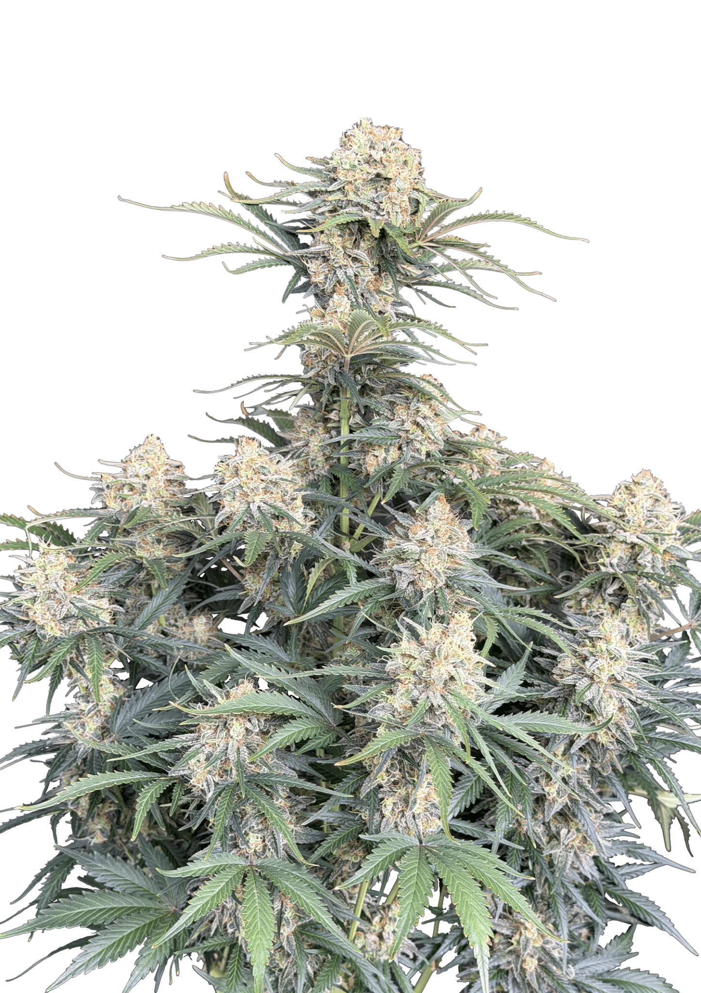 Original Auto White Widow Cannabis Seeds by Fast Buds Original Auto White Widow Cannabis Seeds by Fast Buds