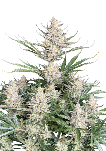Original Auto Big Bud Cannabis Seeds by Fast Buds