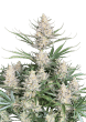 Original Auto Big Bud Cannabis Seeds by Fast Buds