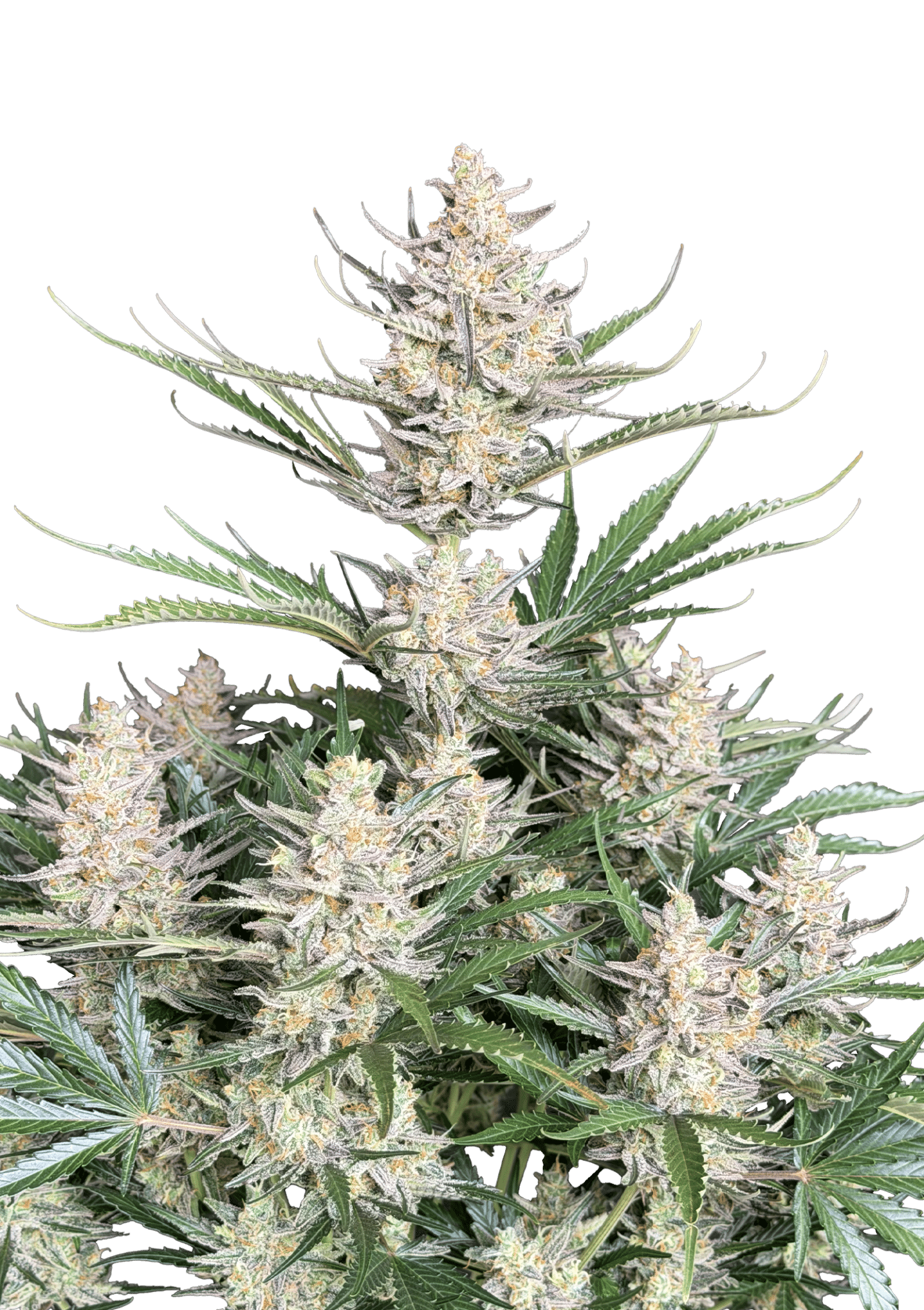 Original Auto Big Bud Cannabis Seeds by Fast Buds Original Auto Big Bud Cannabis Seeds by Fast Buds