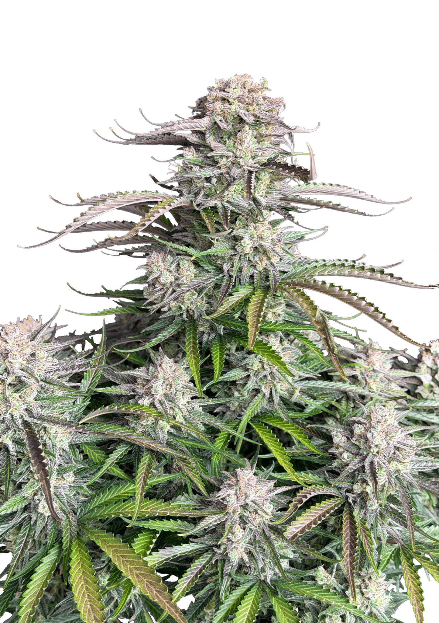 Original Auto Blueberry Cannabis Seeds by Fast Buds Original Auto Blueberry Cannabis Seeds by Fast Buds