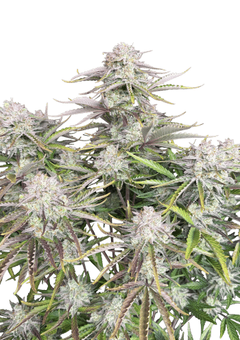 Original Auto Cinderella Cannabis Seeds by Fast Buds