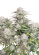 Original Auto Cinderella Cannabis Seeds by Fast Buds
