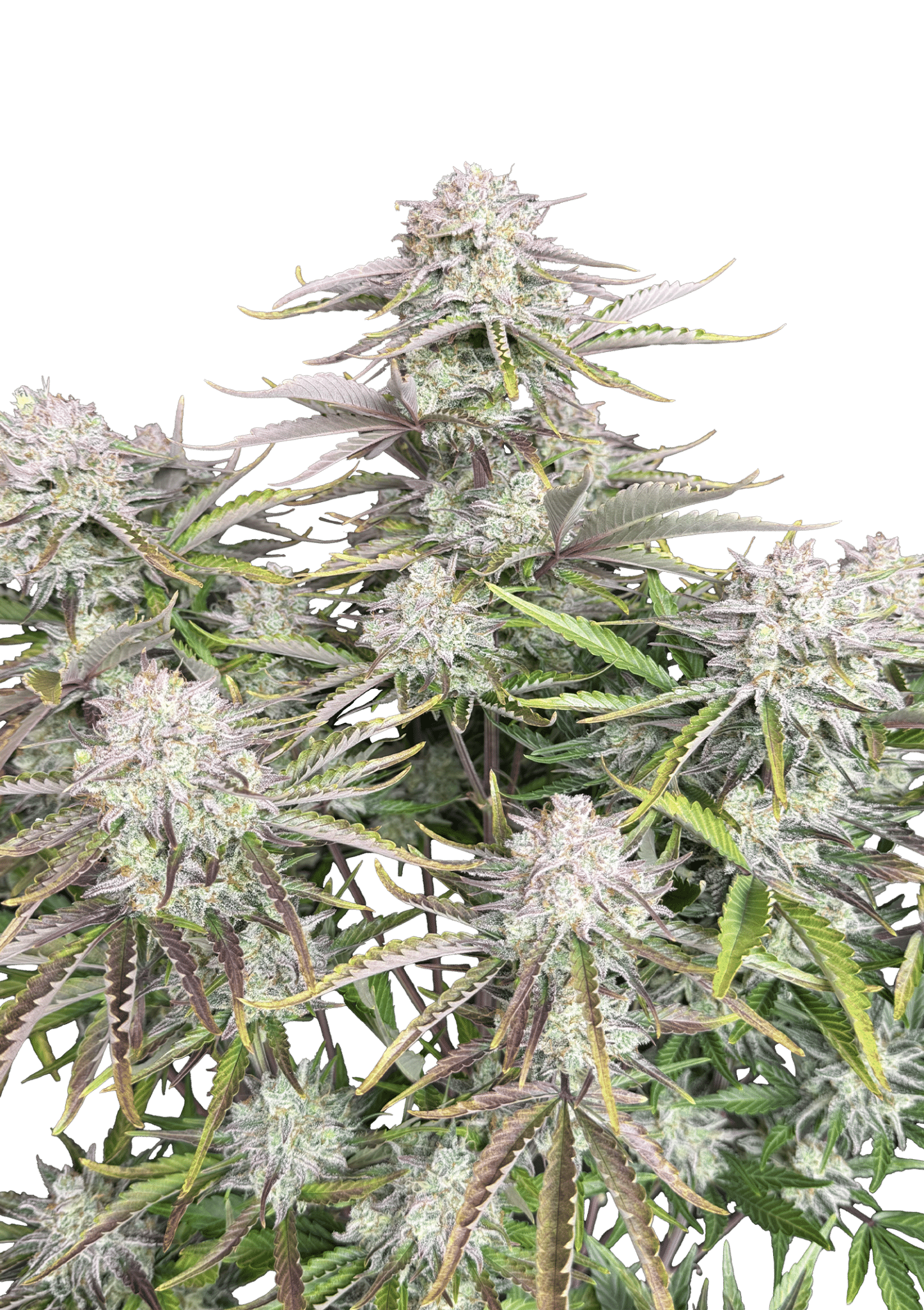 Original Auto Cinderella Cannabis Seeds by Fast Buds Original Auto Cinderella Cannabis Seeds by Fast Buds
