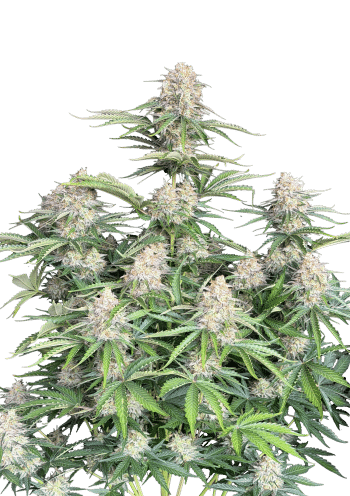 Original Moby Dick Auto Cannabis Seeds by Fast Buds