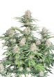 Original Moby Dick Auto Cannabis Seeds by Fast Buds