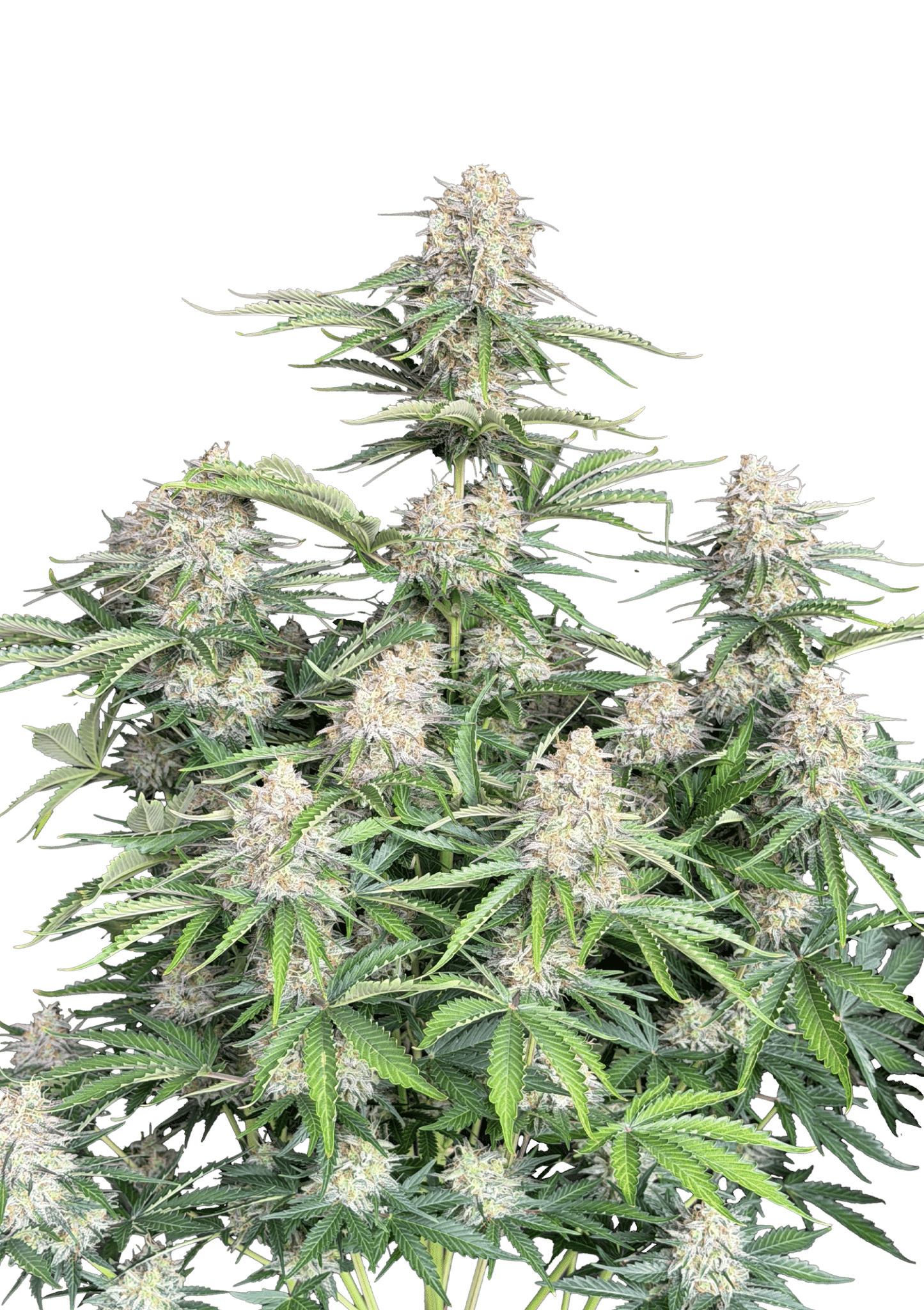 Original Moby Dick Auto Cannabis Seeds by Fast Buds Original Moby Dick Auto Cannabis Seeds by Fast Buds