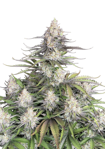 Original Auto Trainwreck Cannabis Seeds by Fast Buds