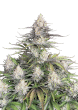 Original Auto Trainwreck Cannabis Seeds by Fast Buds