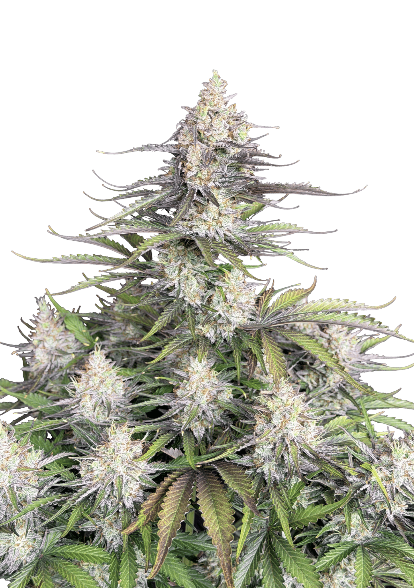 Original Auto Trainwreck Cannabis Seeds by Fast Buds Original Auto Trainwreck Cannabis Seeds by Fast Buds