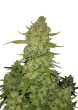 Papaya Cookies Auto Cannabis Seeds by Fast Buds