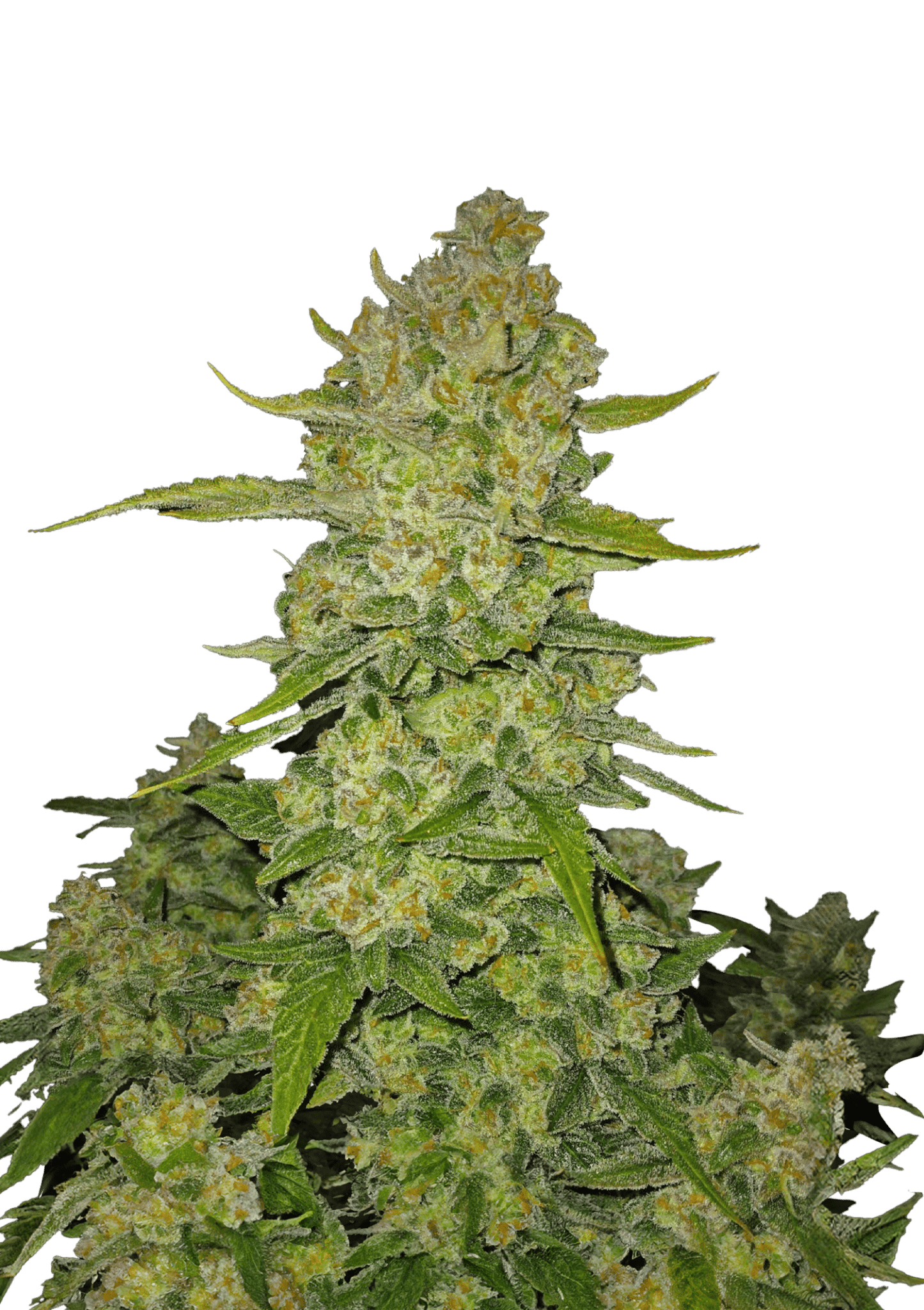 Papaya Cookies Auto Cannabis Seeds by Fast Buds Papaya Cookies Auto Cannabis Seeds by Fast Buds