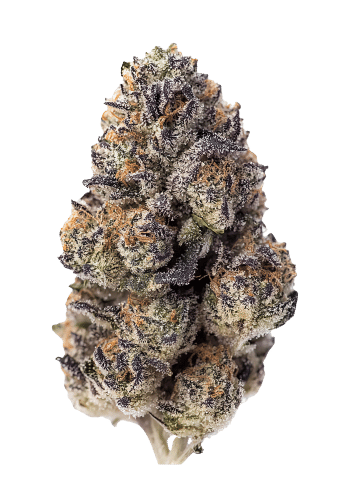 Papaya Sherbet Feminized Cannabis Seeds by Fast Buds