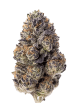 Papaya Sherbet Feminized Cannabis Seeds by Fast Buds