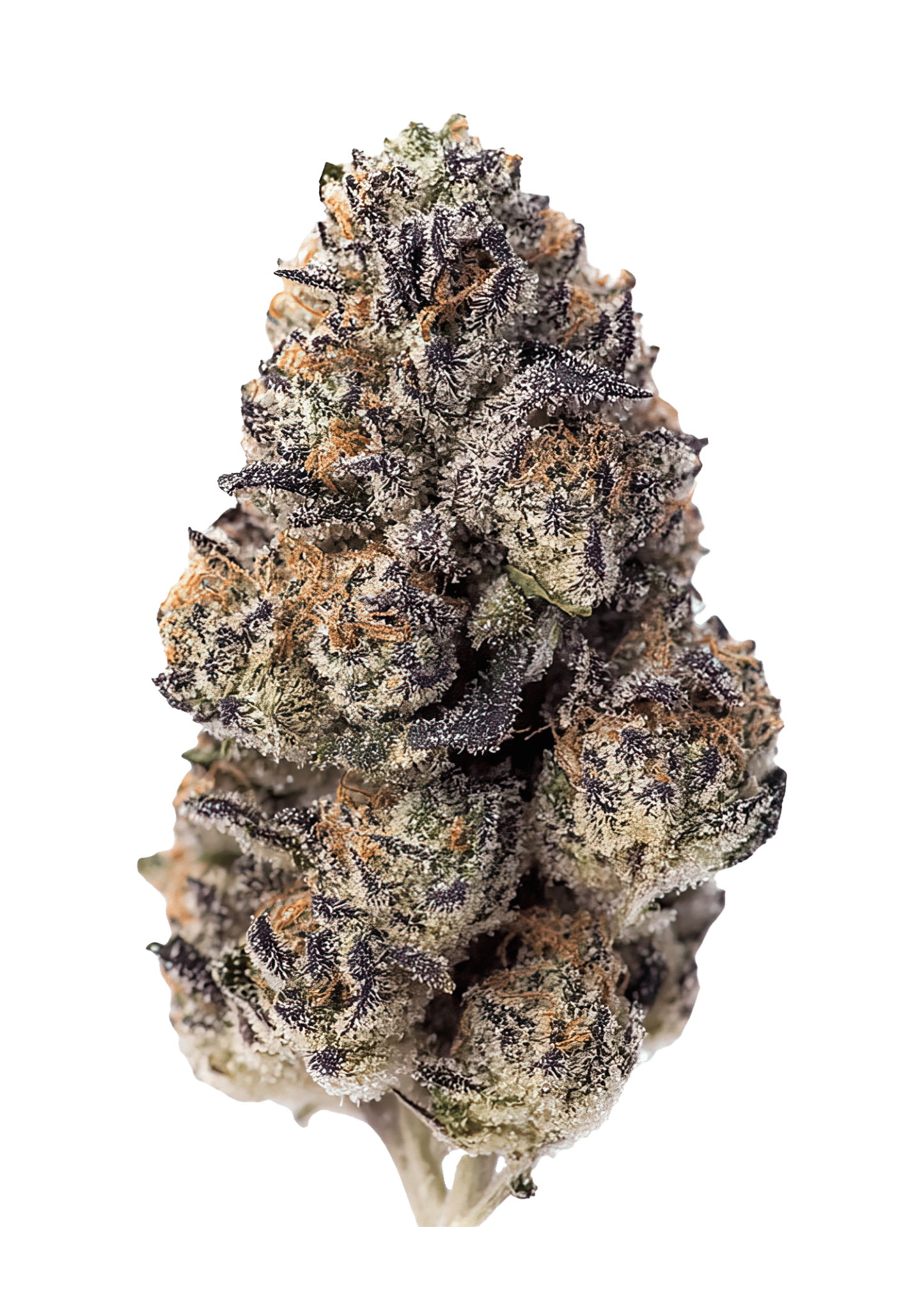 Papaya Sherbet Feminized Cannabis Seeds by Fast Buds Papaya Sherbet Feminized Cannabis Seeds by Fast Buds
