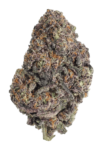 Papayton Feminized Cannabis Seeds by Fast Buds