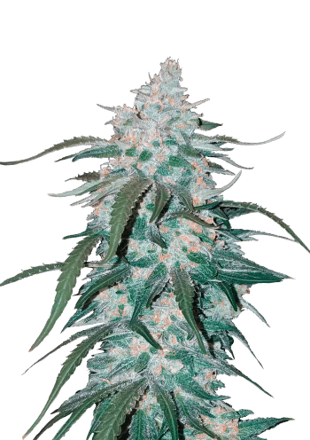 Pineapple Express Auto Cannabis Seeds by Fast Buds