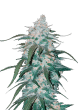 Pineapple Express Auto Cannabis Seeds by Fast Buds