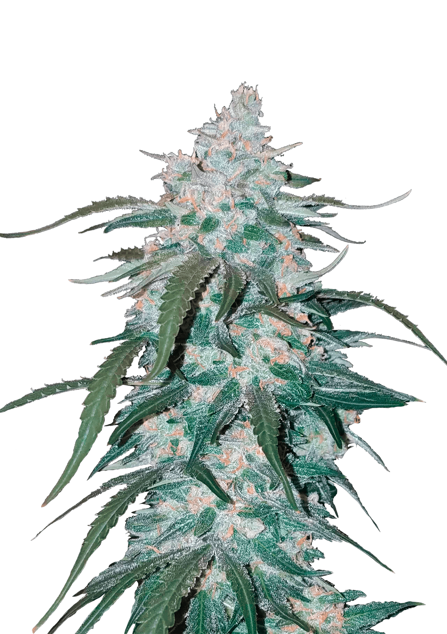Pineapple Express Auto Cannabis Seeds by Fast Buds Pineapple Express Auto Cannabis Seeds by Fast Buds