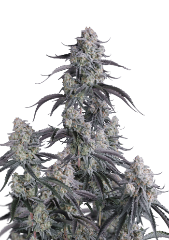 Pineapple OG Auto Cannabis Seeds by Fast Buds