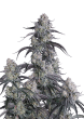 Pineapple OG Auto Cannabis Seeds by Fast Buds
