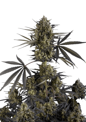 Pound Cake Auto Cannabis Seeds by Fast Buds