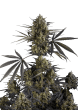 Pound Cake Auto Cannabis Seeds by Fast Buds