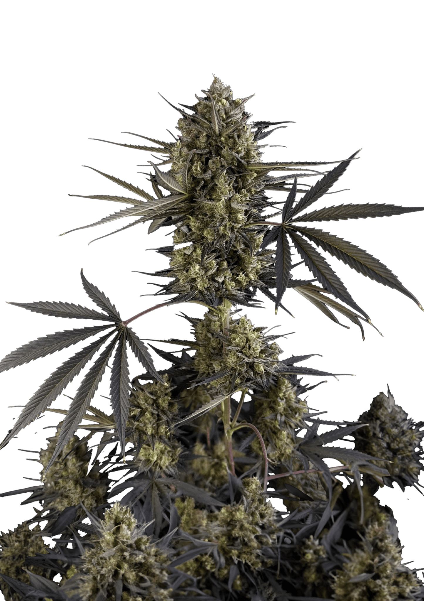 Pound Cake Auto Cannabis Seeds by Fast Buds Pound Cake Auto Cannabis Seeds by Fast Buds